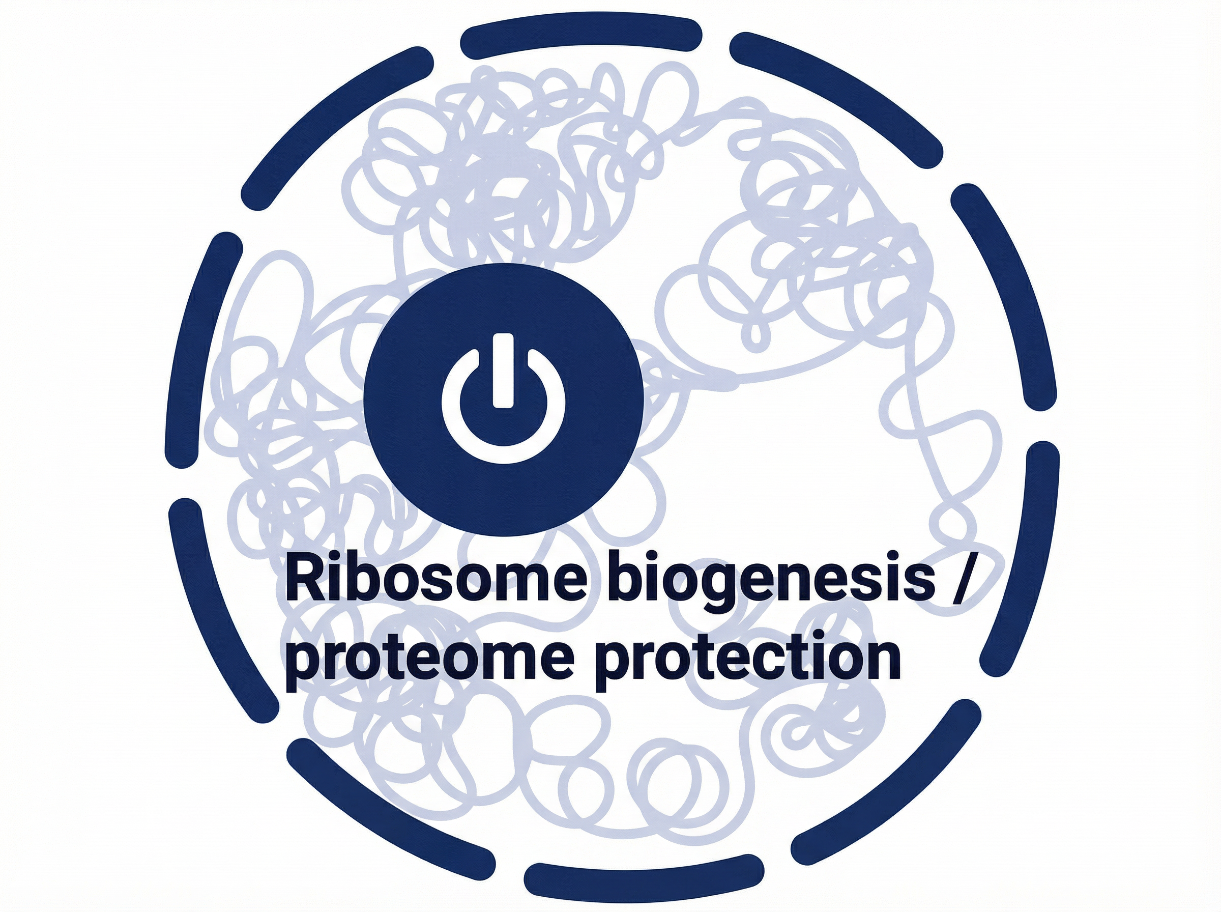 Schemat działania jąderka jako przełącznika między biogenezą rybosomów a ochroną proteomu
