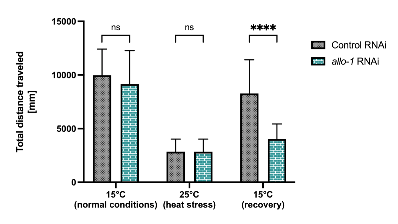 Quantification of motility in young adult unc- 45(m94) C. elegans subjected to control or allo-1 RNAi.