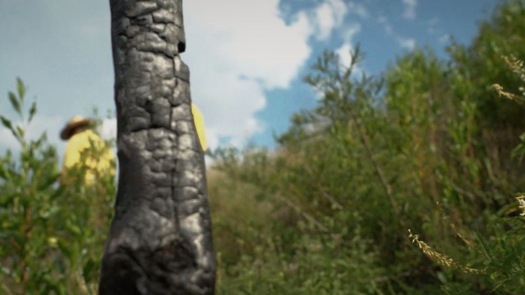 Mexique : faire renaître la forêt incendiée