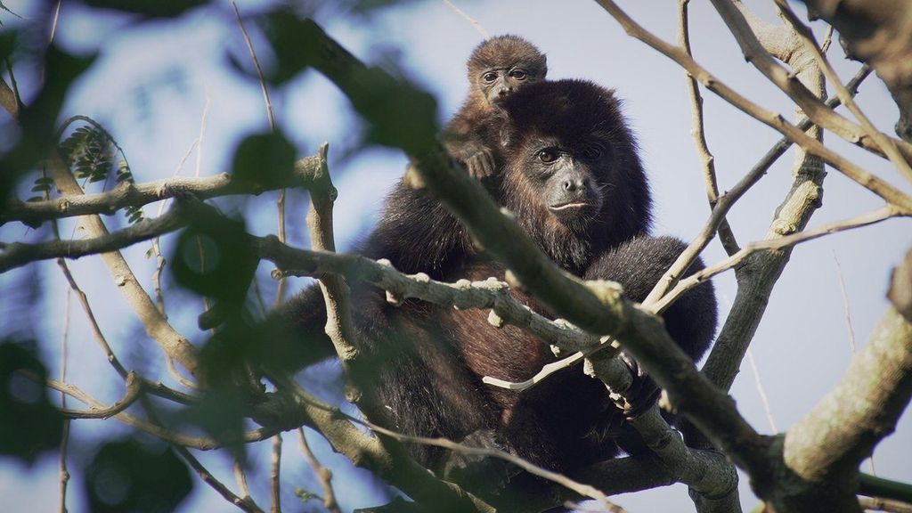 Mexique : les singes protecteurs de la forêt