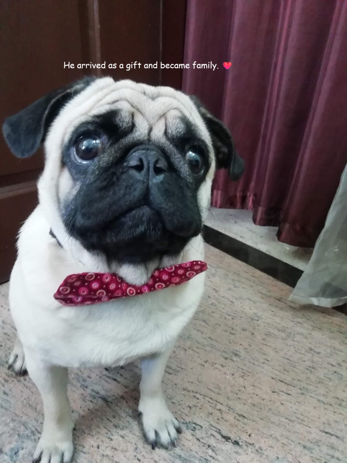 Remembering Burfi, whose love continues to live in our hearts.