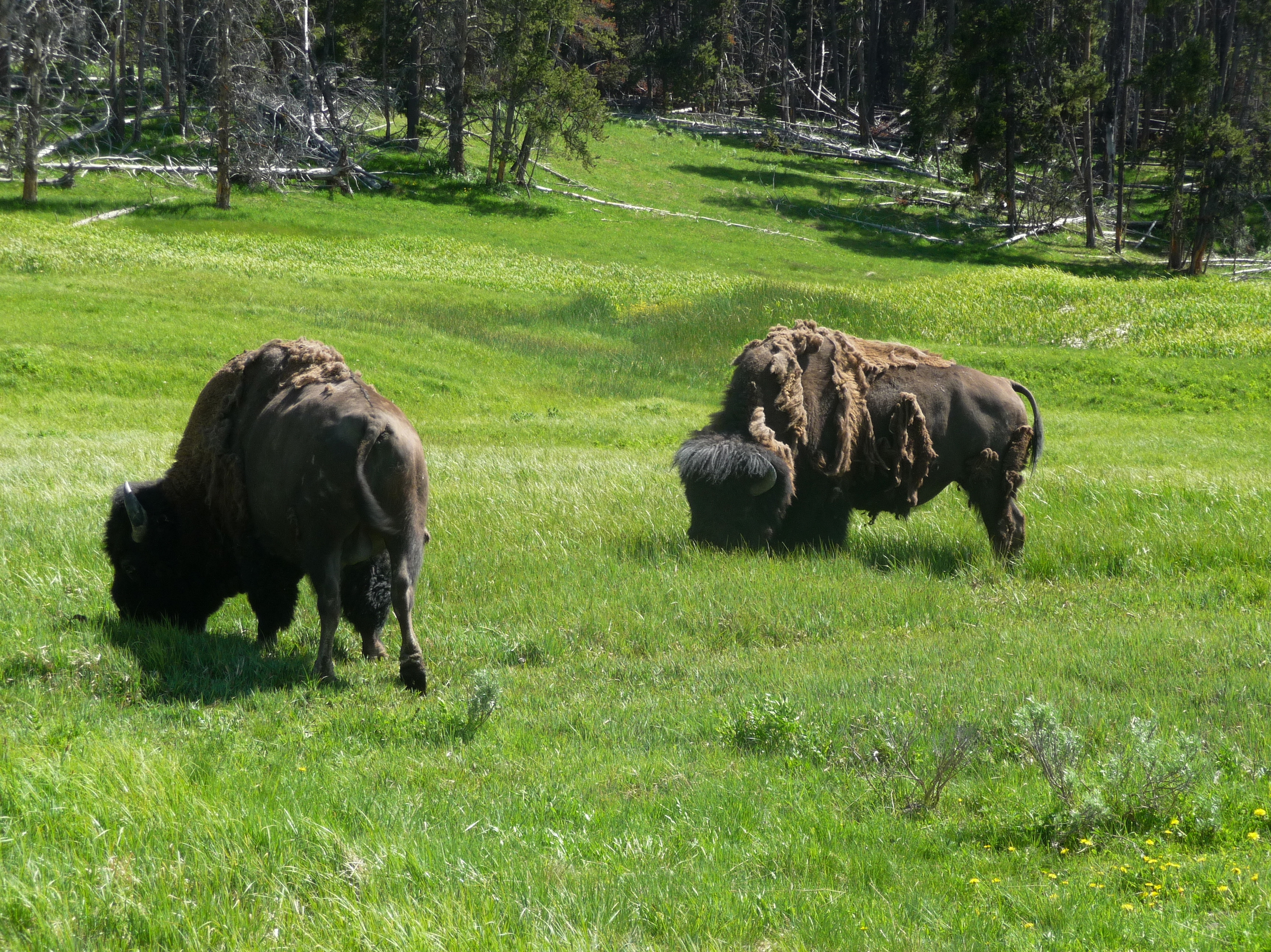 American Megafauna