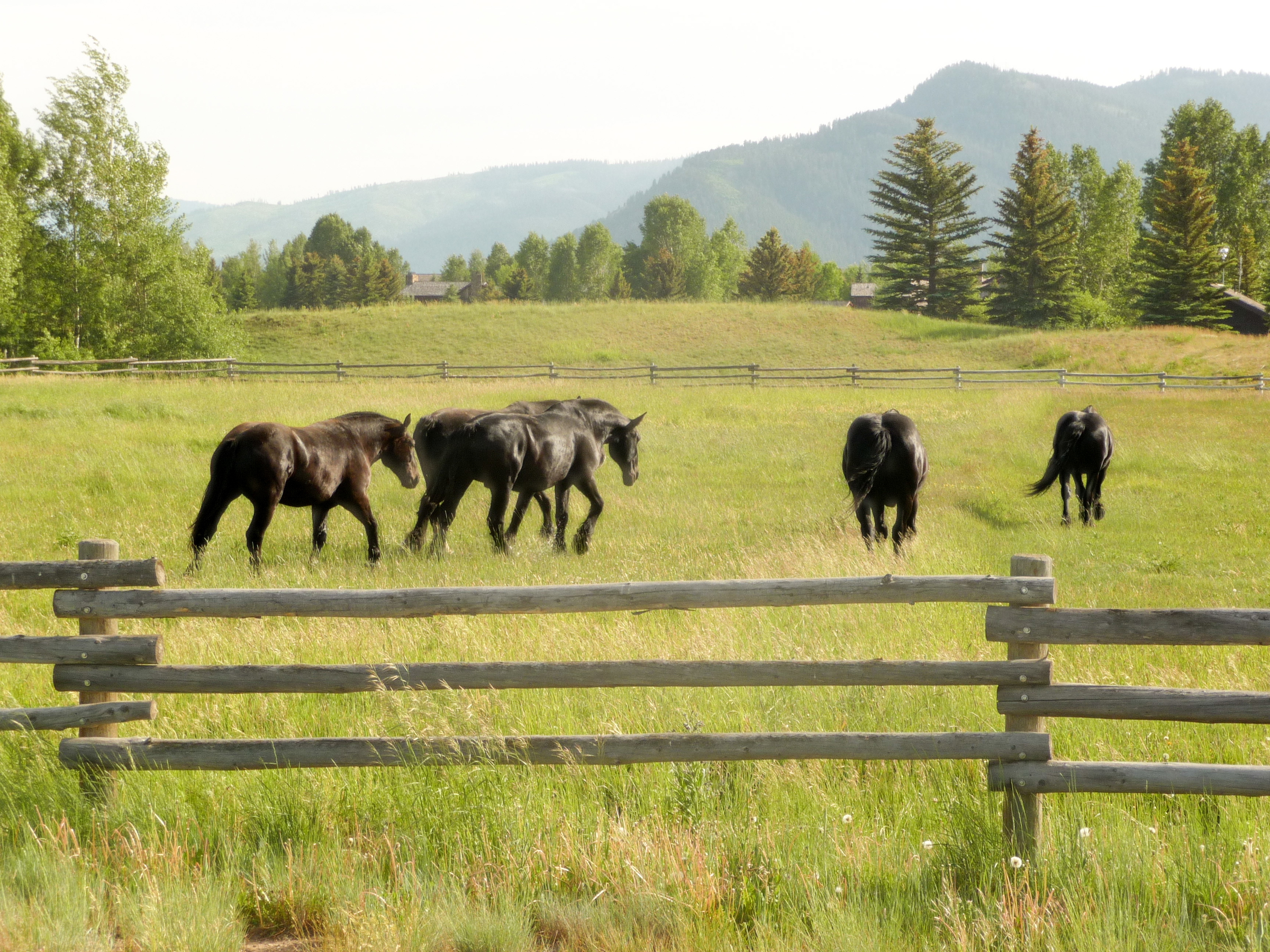 Five Black Horses