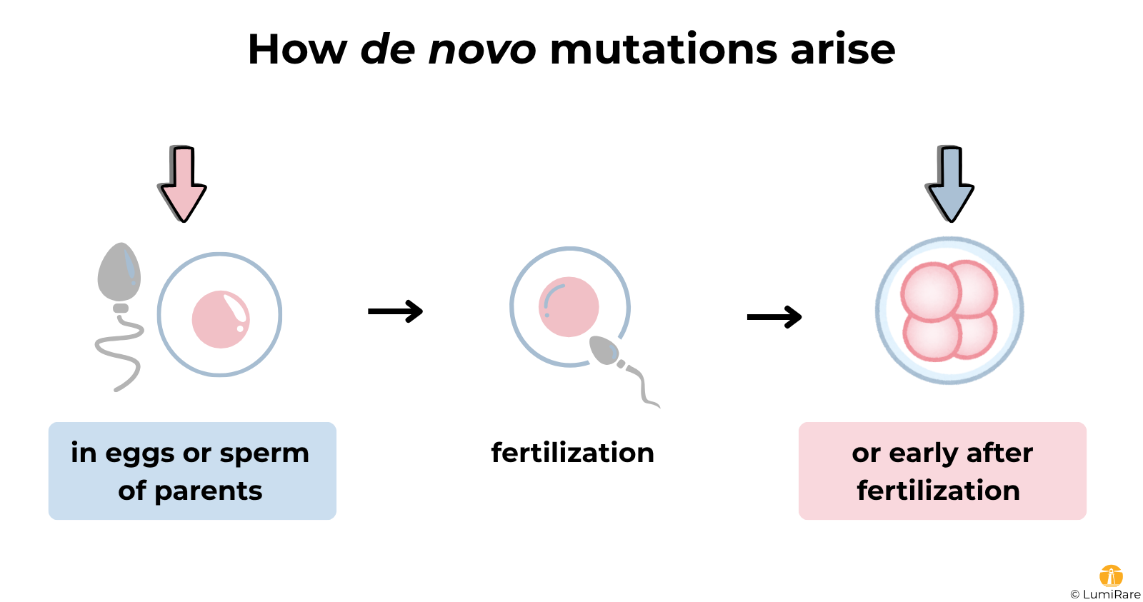 Scheme showing how de novo mutations arise