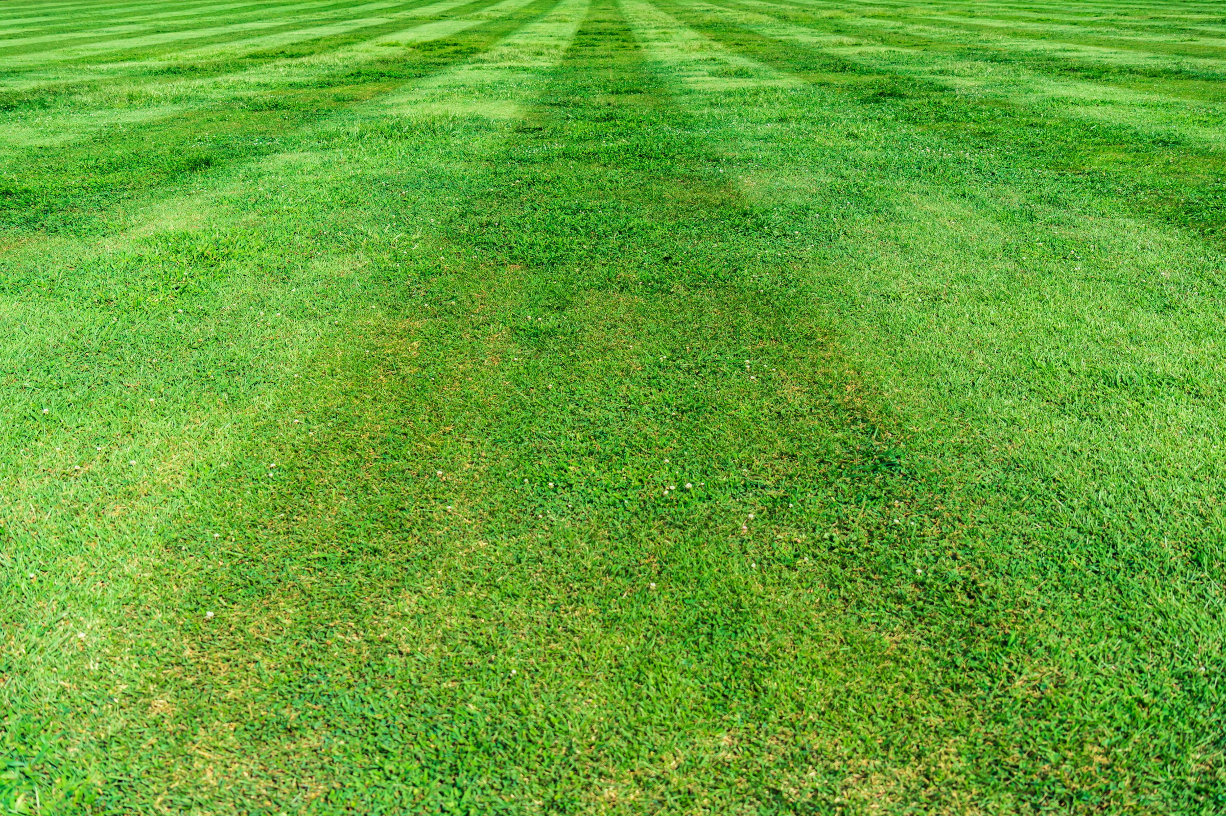 A perfectly manicured suburban lawn