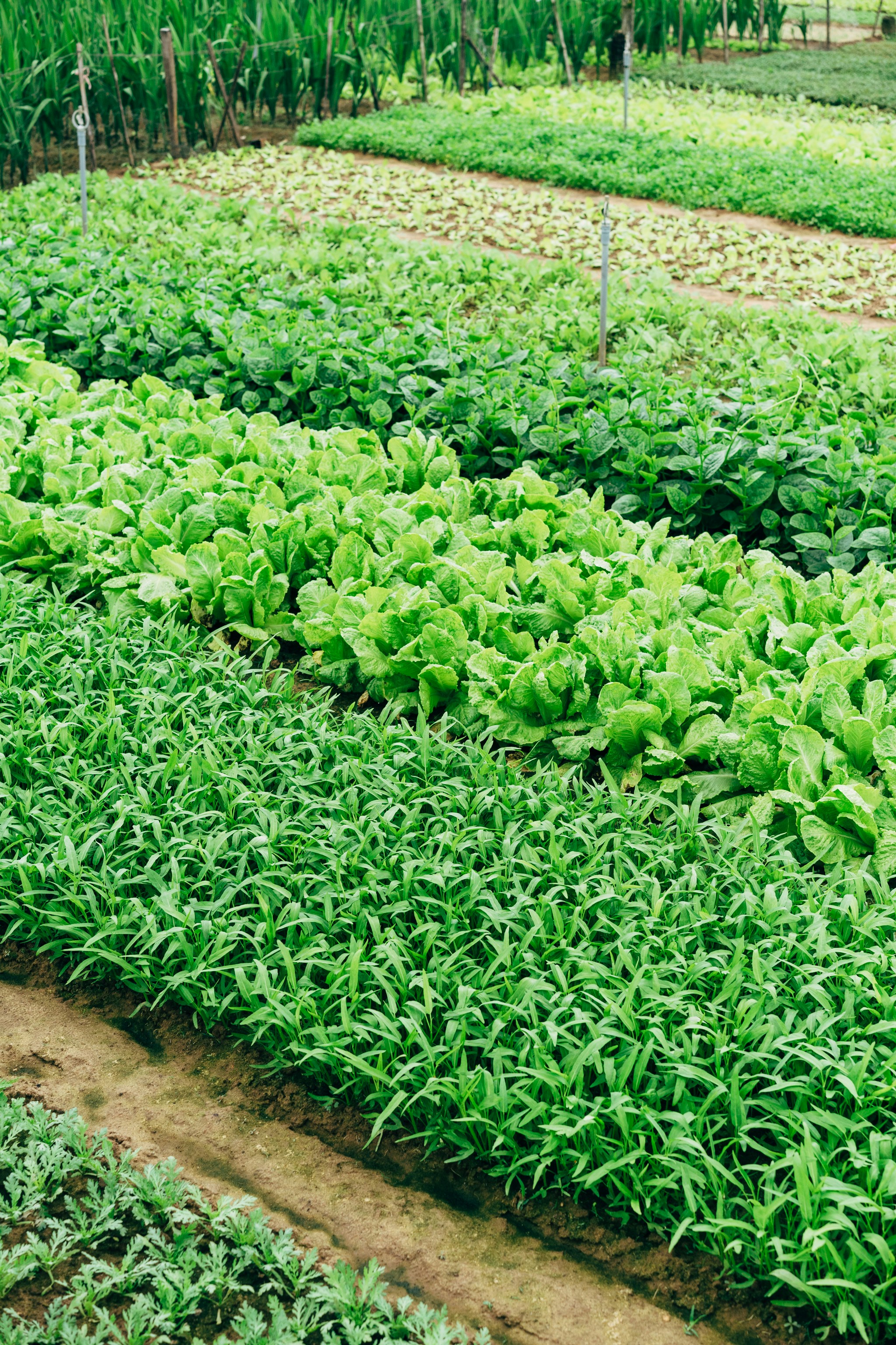 healthy crops