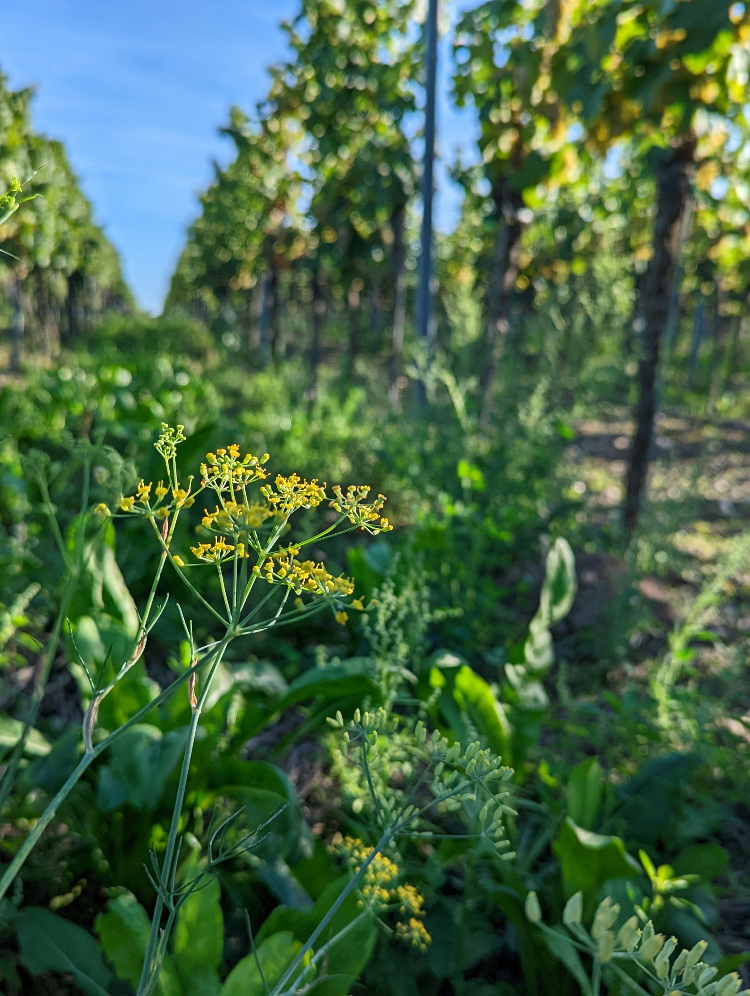organic fertilizer
