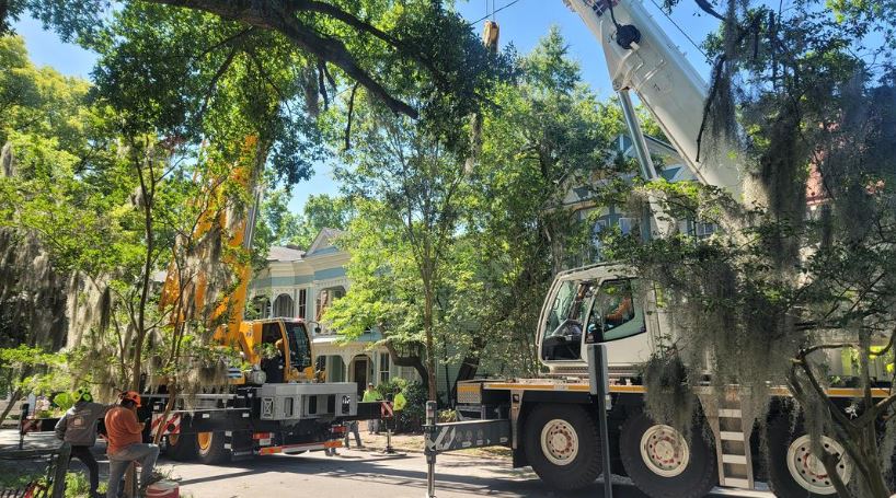 tree removal