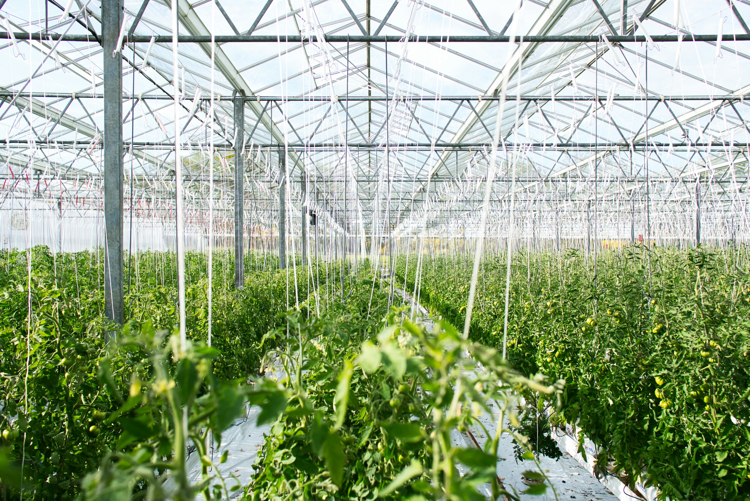 greenhouse agriculture