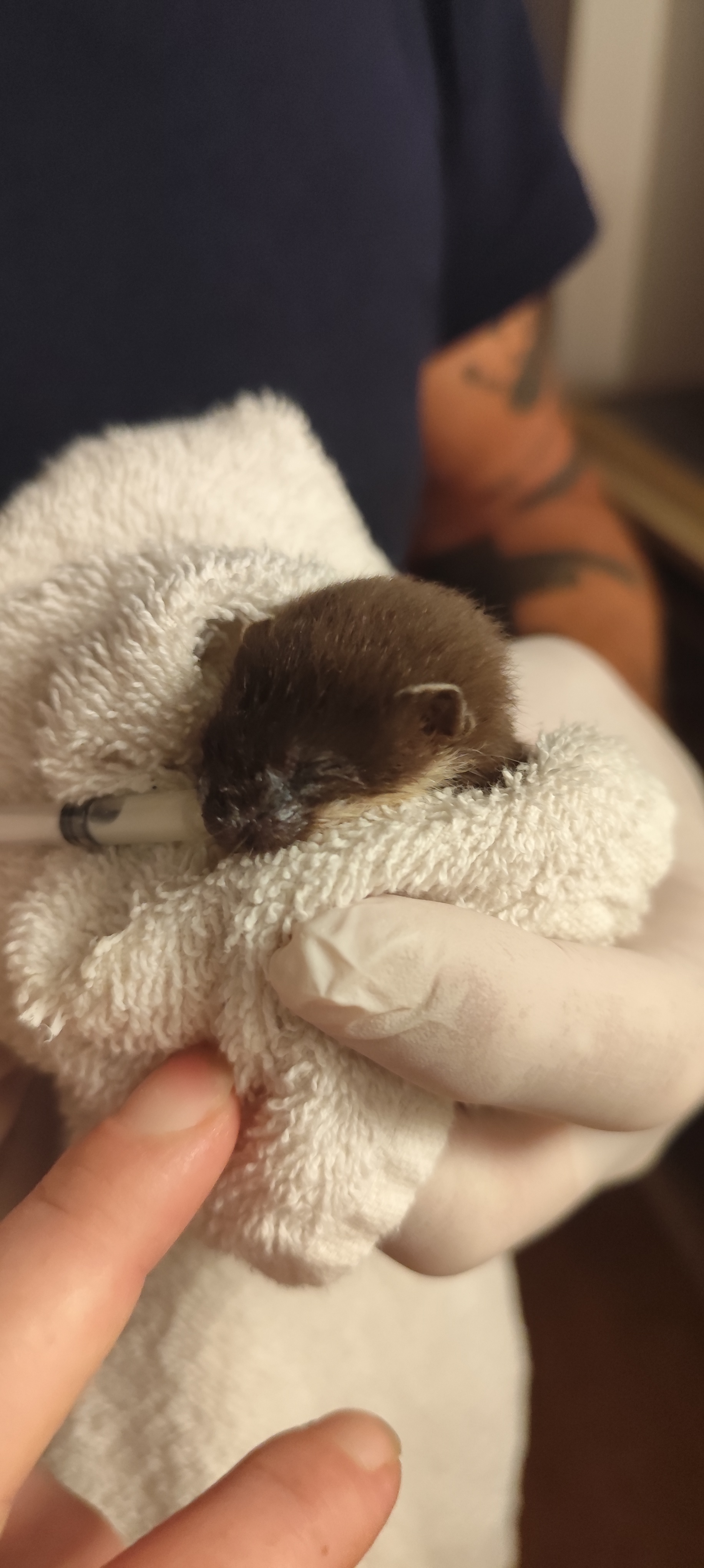 animal care