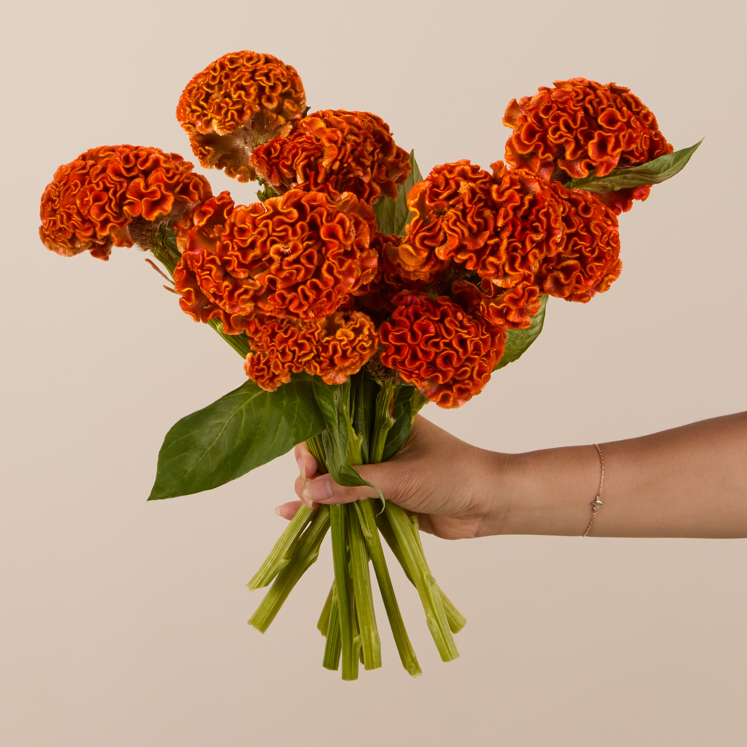 Pumpkin Celosia