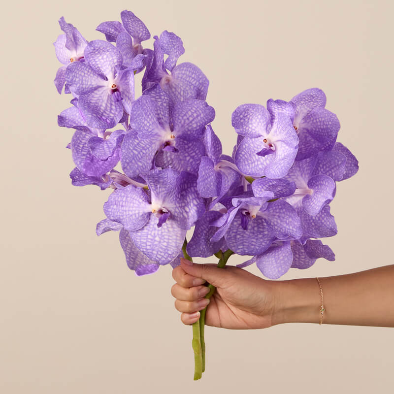 Vanda Orchids