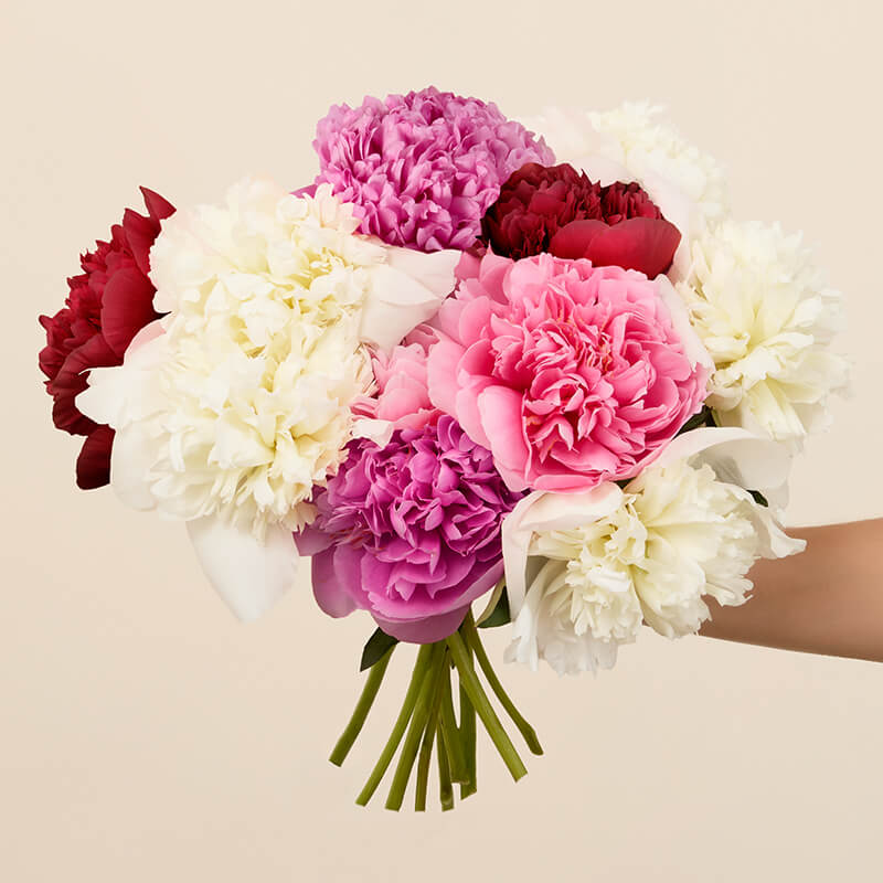 XL New Zealand Peonies