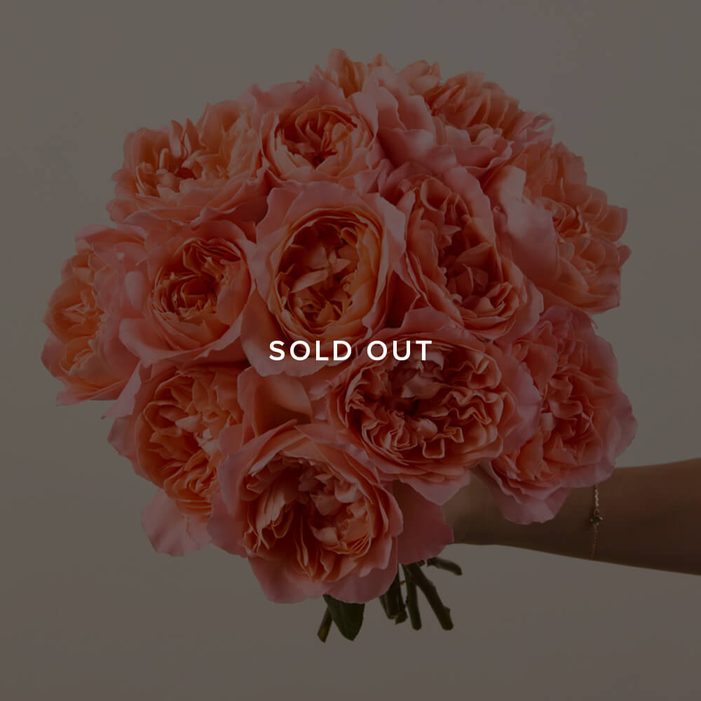 Butterfly Garden Roses