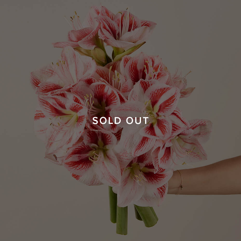 Candy Cane Amaryllis