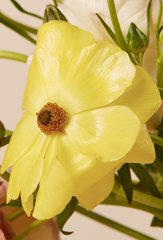 Butterfly Ranunculus