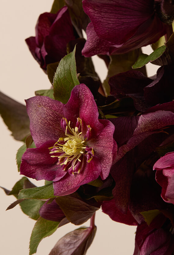Bordeaux Hellebores