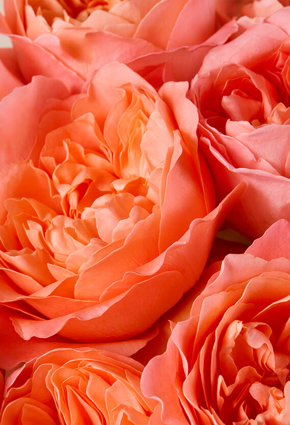 Butterfly Garden Roses