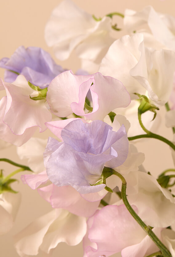 Pastel Sweet Peas