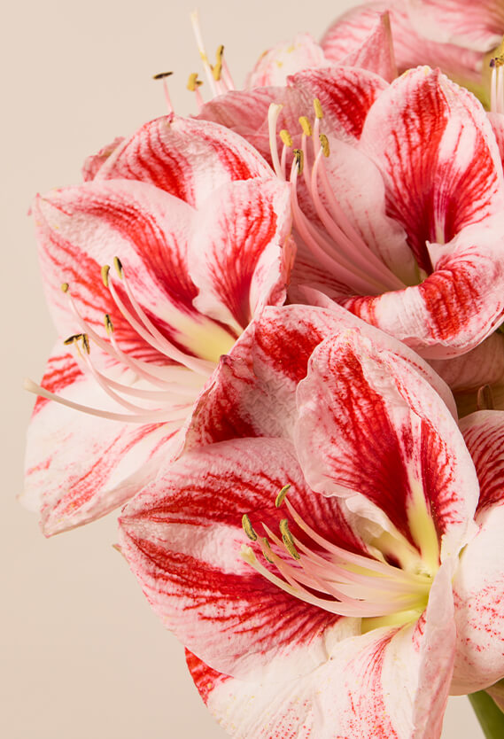 Candy Cane Amaryllis