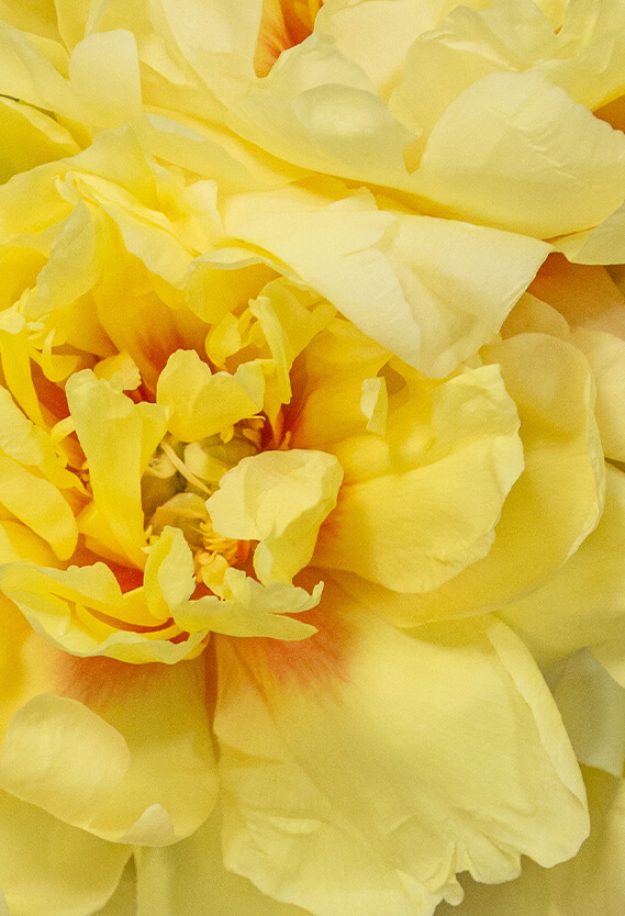 Yellow Peonies