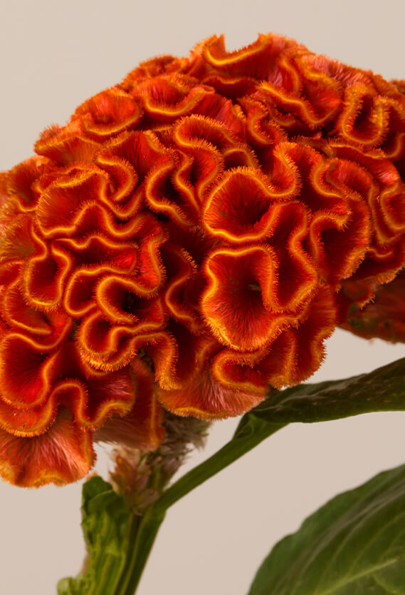 Pumpkin Celosia