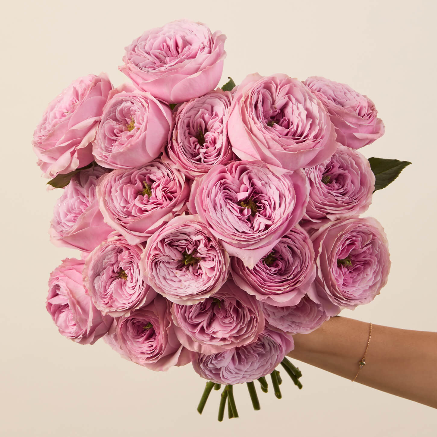 Peony Kiss Garden Roses