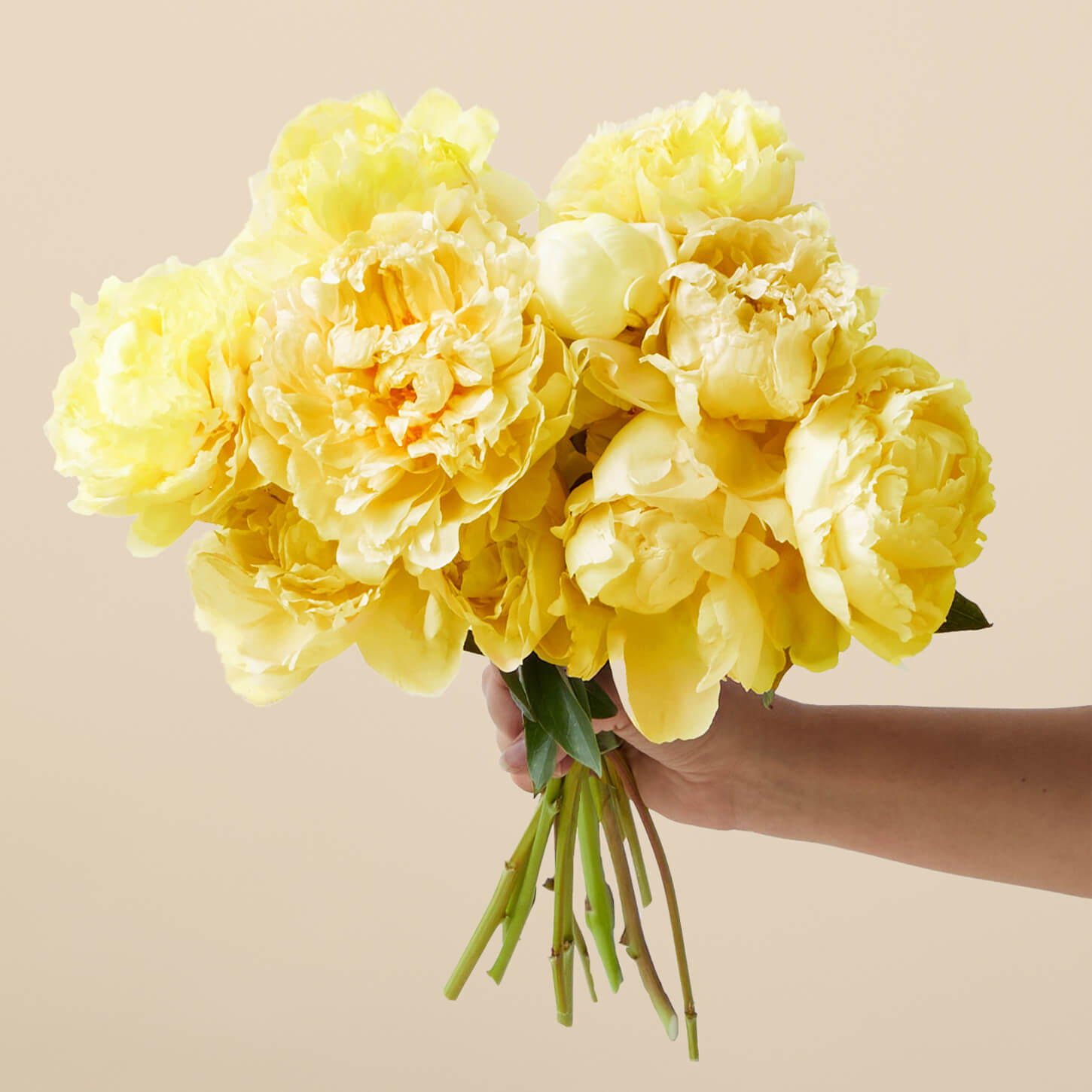 Butter Yellow Peonies