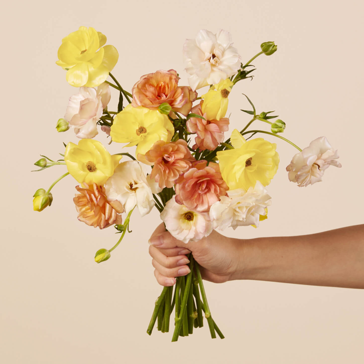 Butterfly Ranunculus