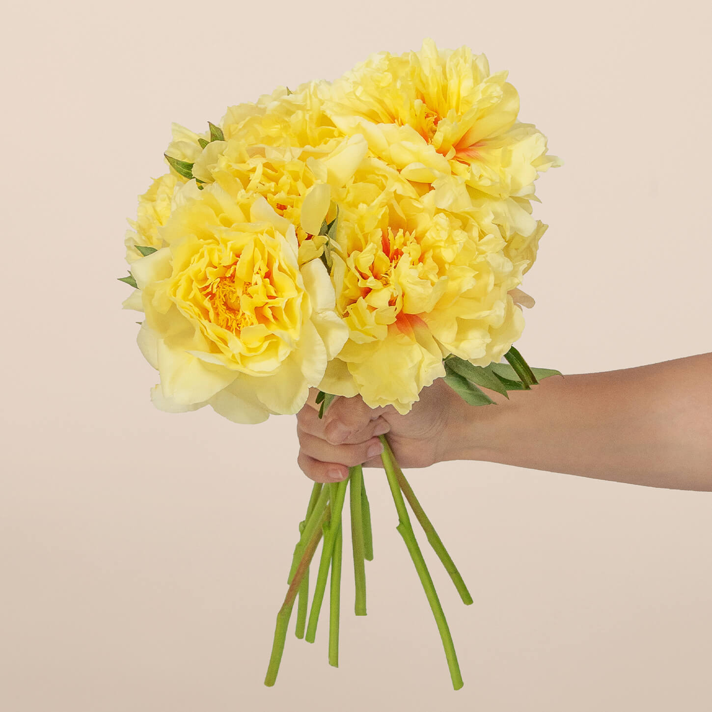 Butter Yellow Peonies