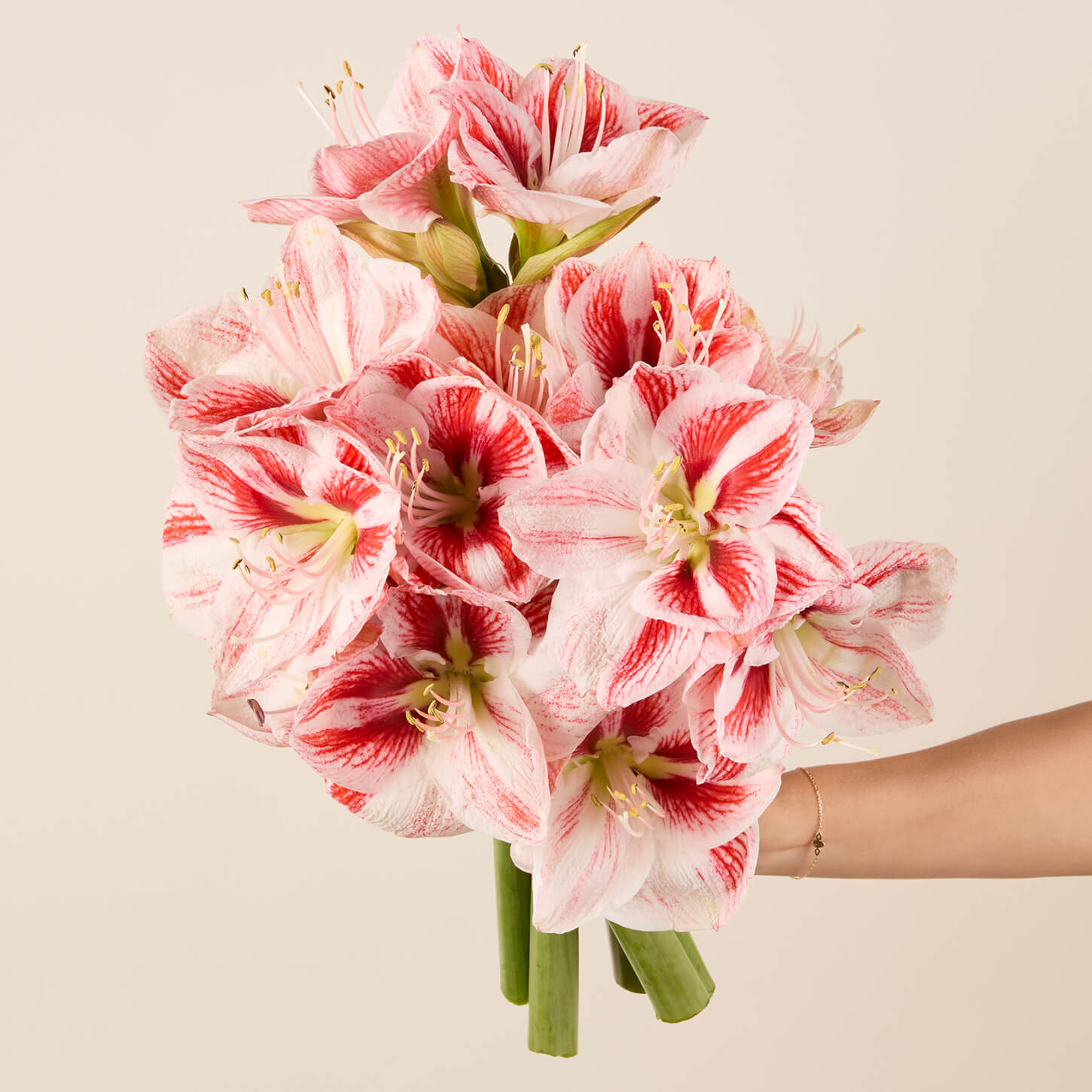 Candy Cane Amaryllis