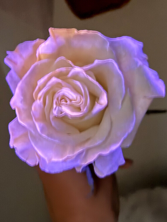 glow in the dark roses 4