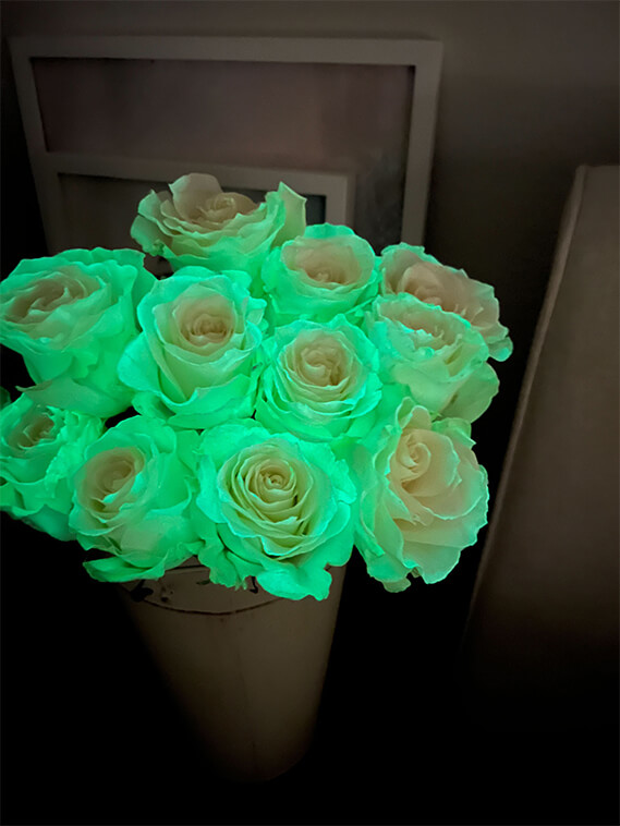 glow in the dark roses 3