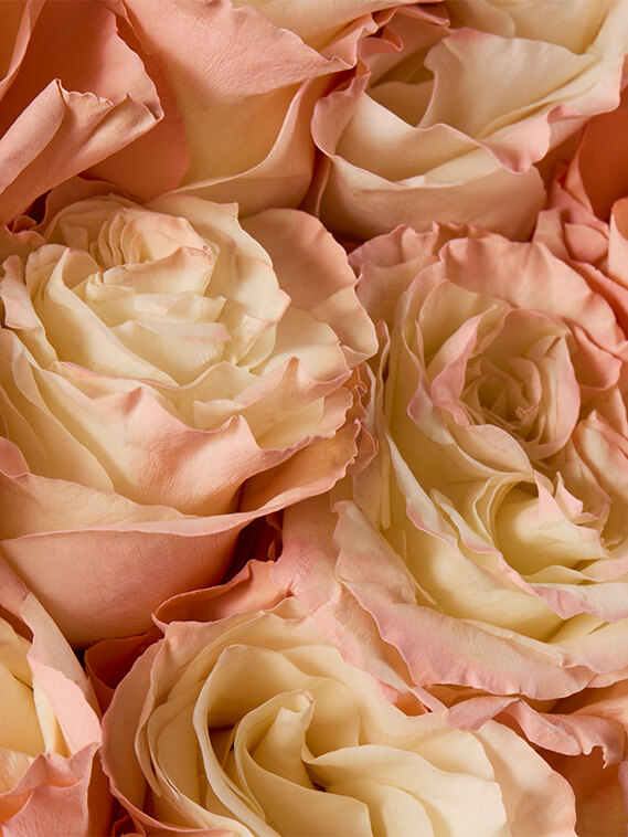 glow in the dark roses 3