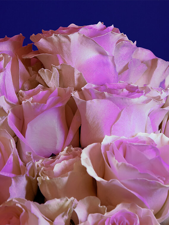 glow in the dark roses 2