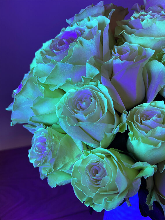 glow in the dark roses 2