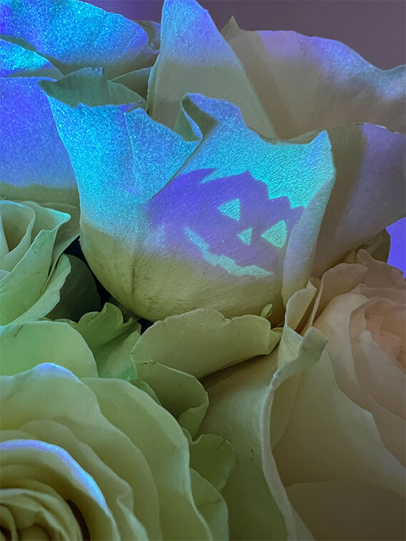 glow in the dark roses 4