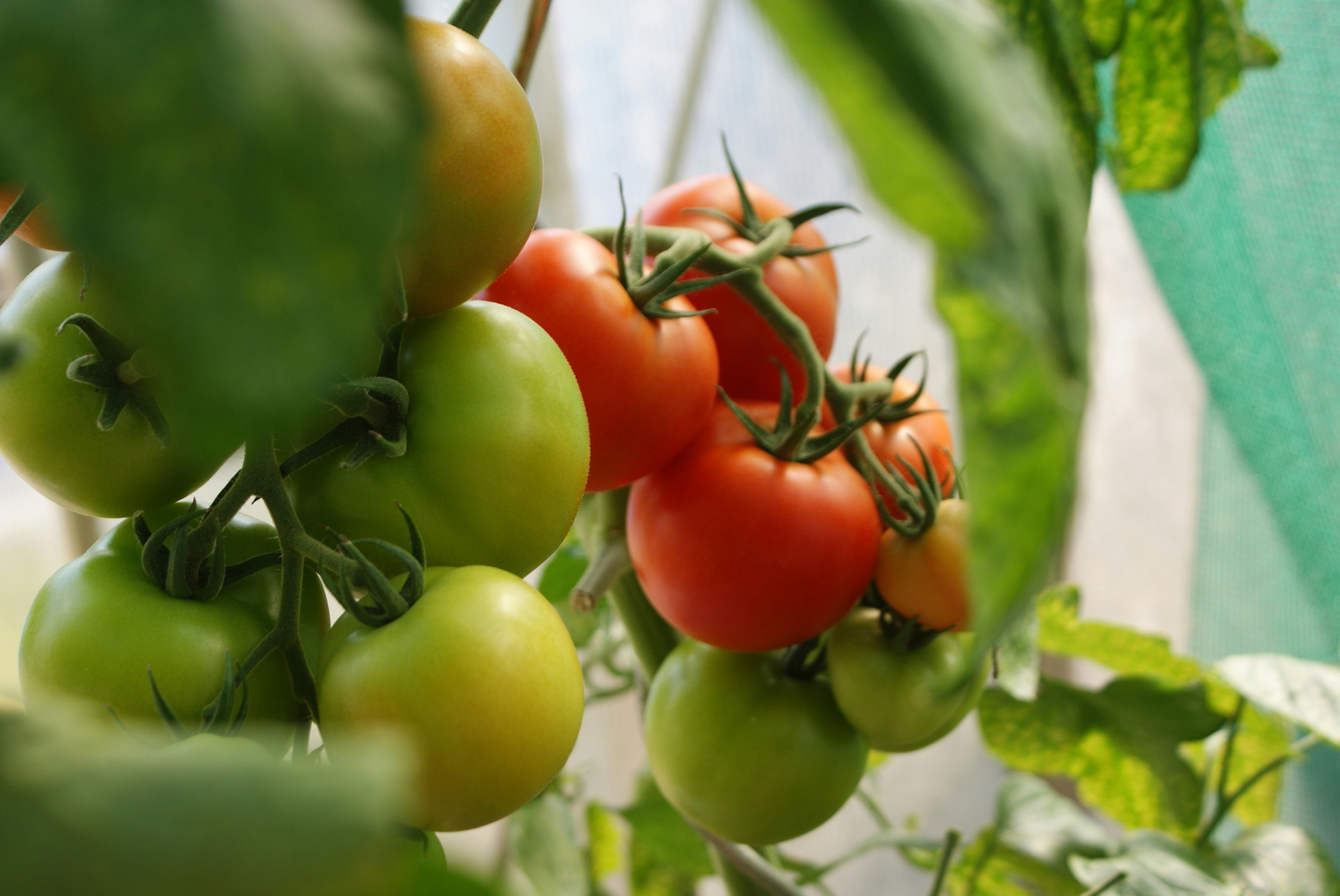 crop scanner