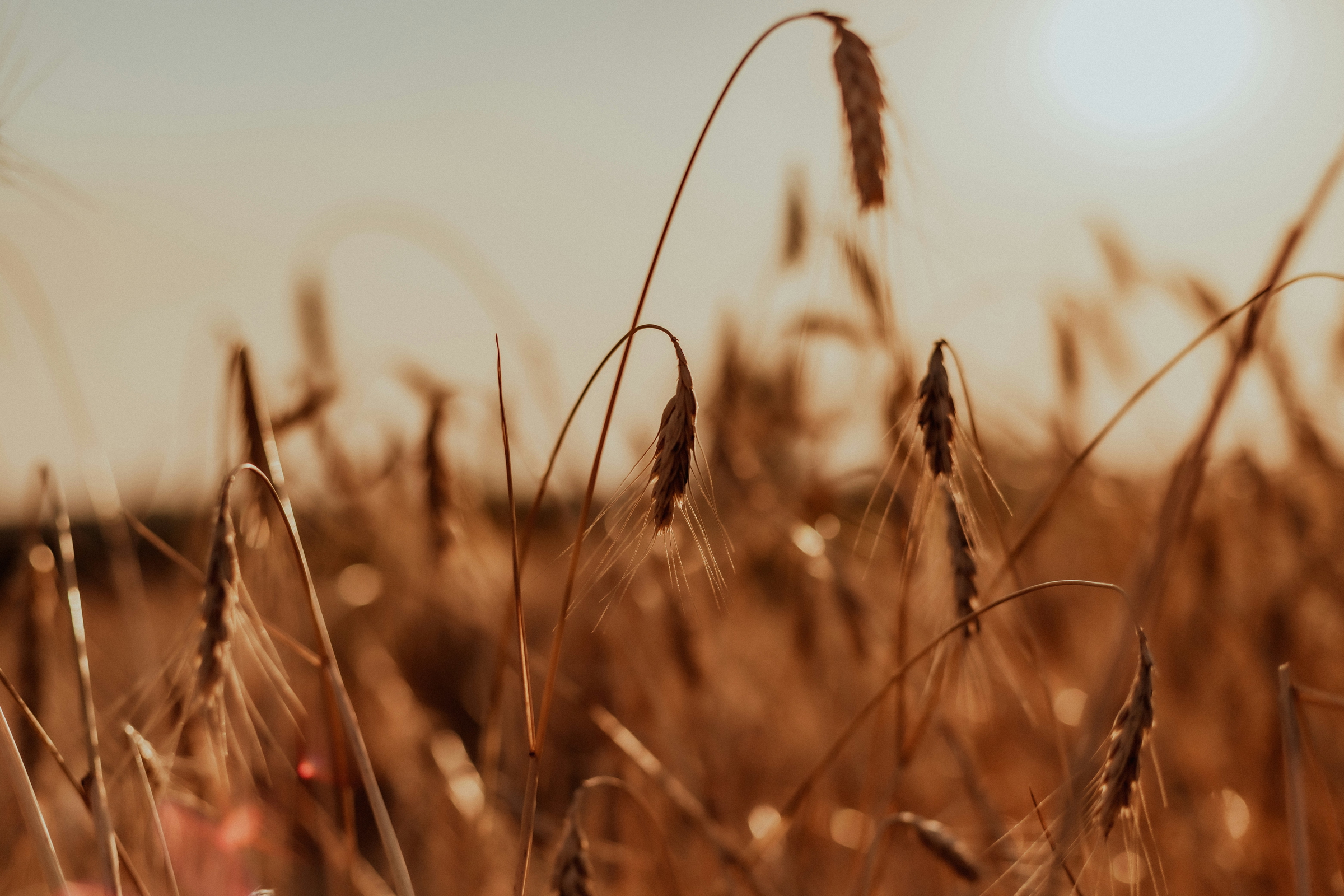 crop field