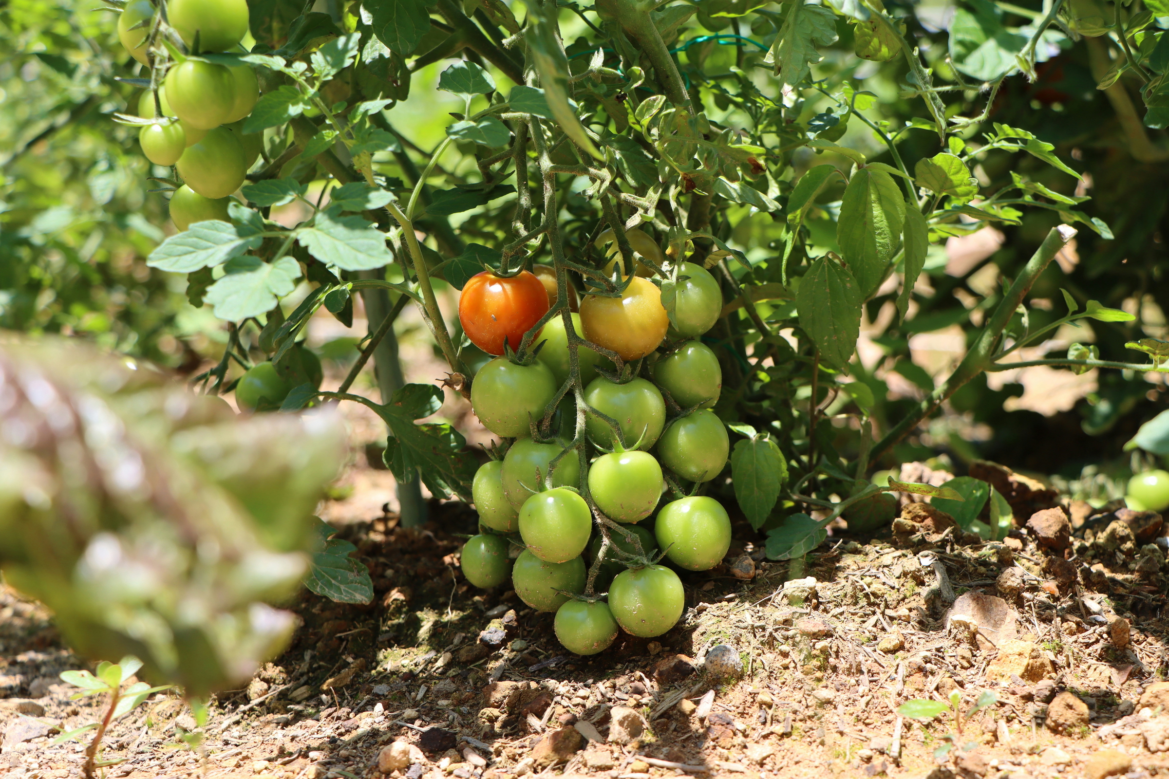 healthy crops