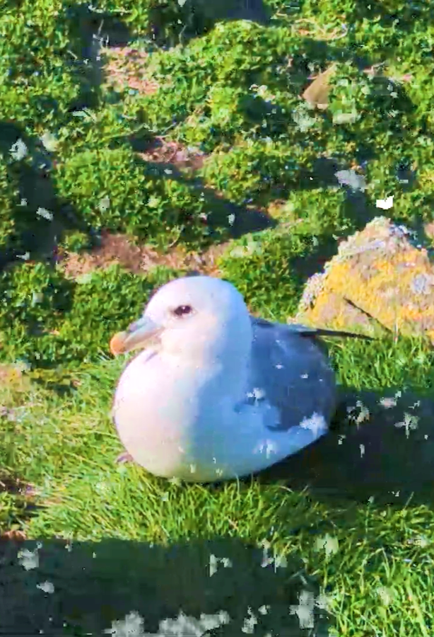 Fulmar (2026)