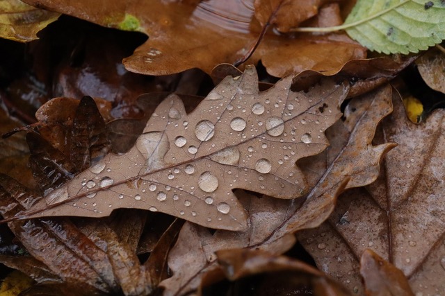 feuille