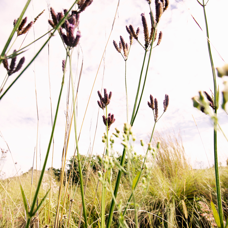 Flowers in Bloom
