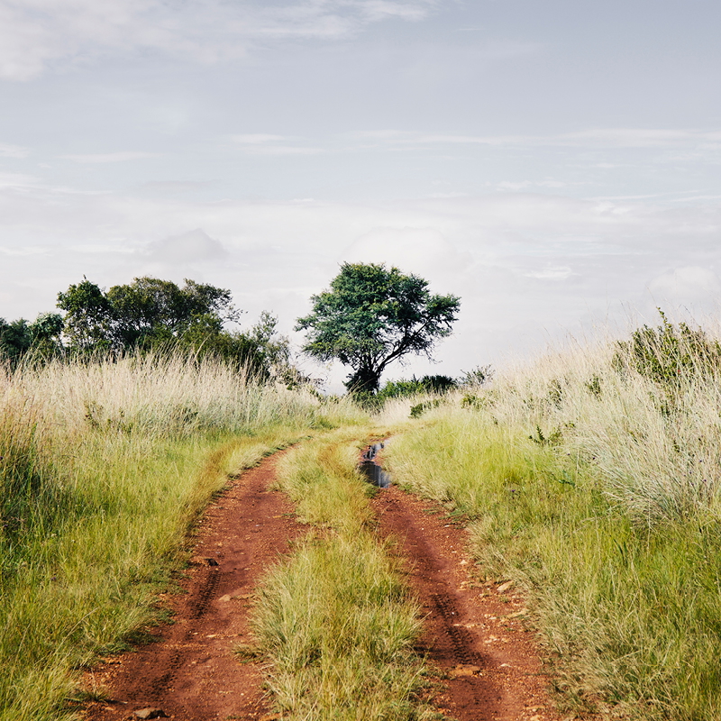 A Road to the Feeding Ground
