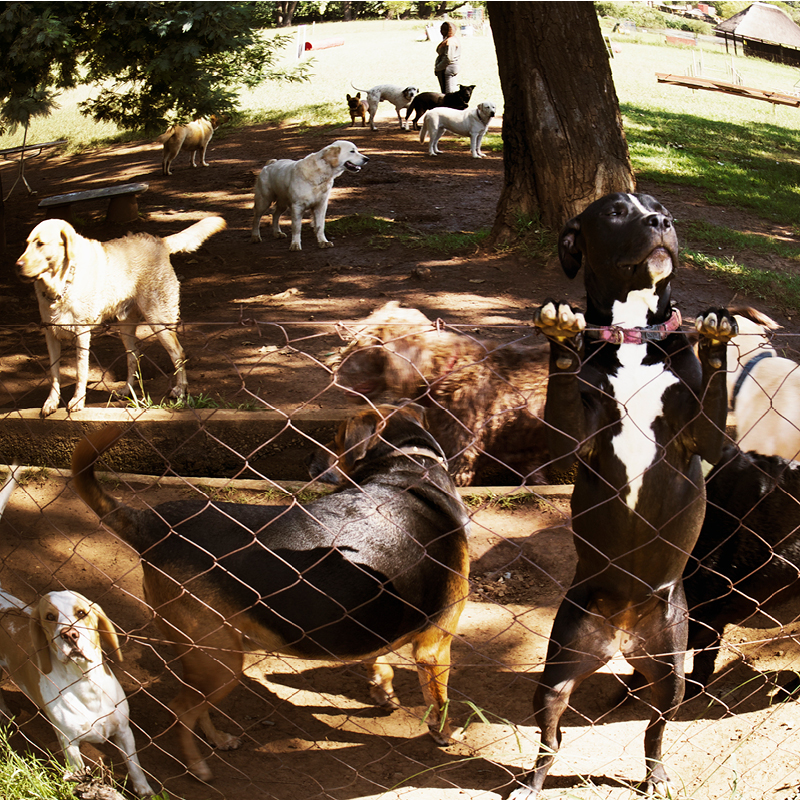 Doggie Daycare