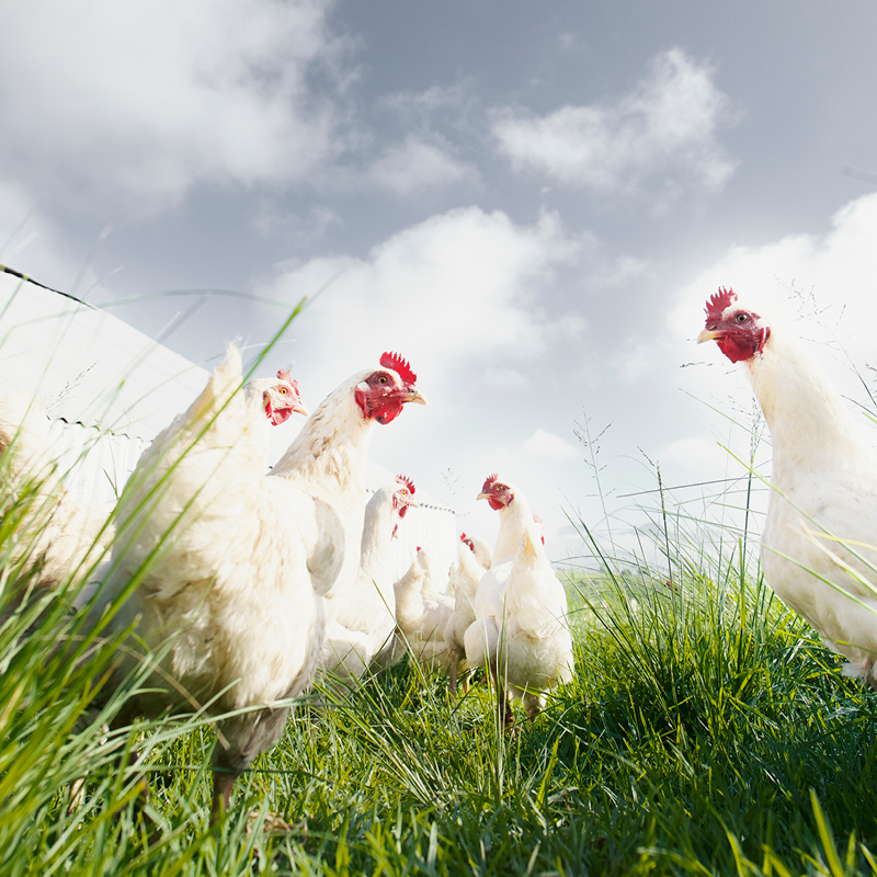 Hanging with the Chicks