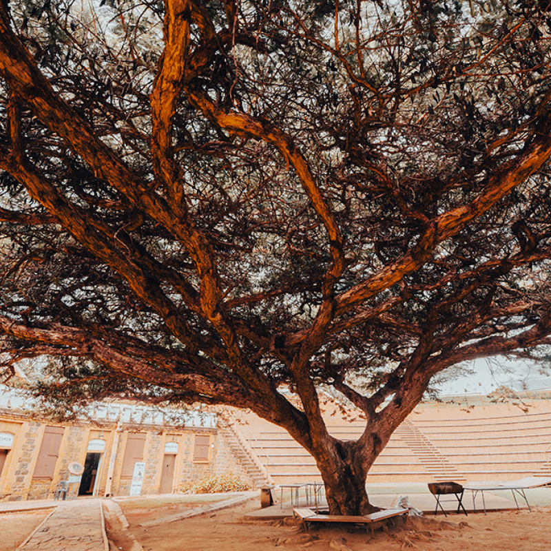 History in the Branches