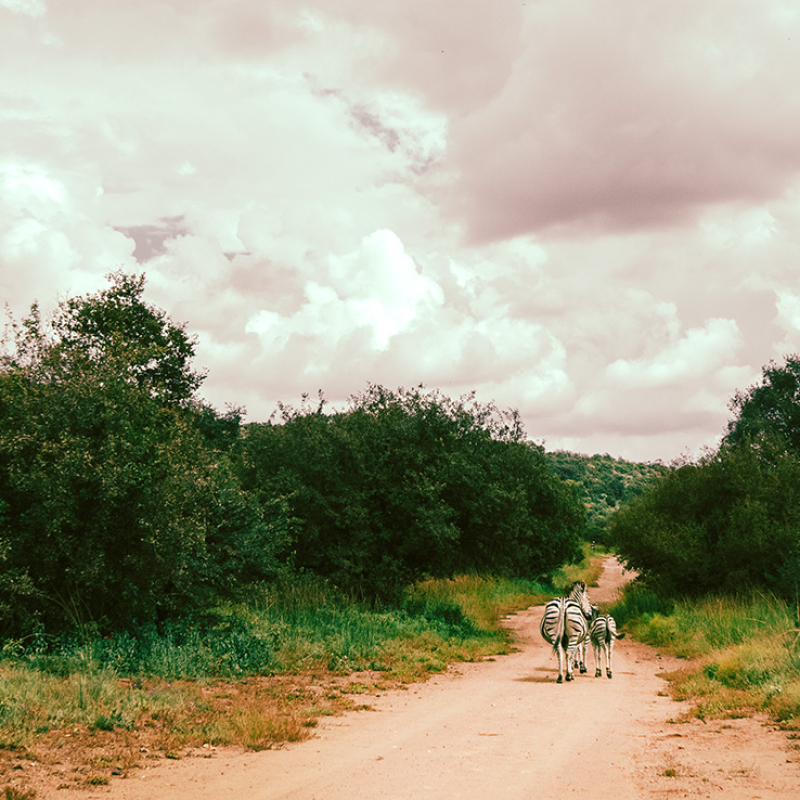 Afternoon Stroll