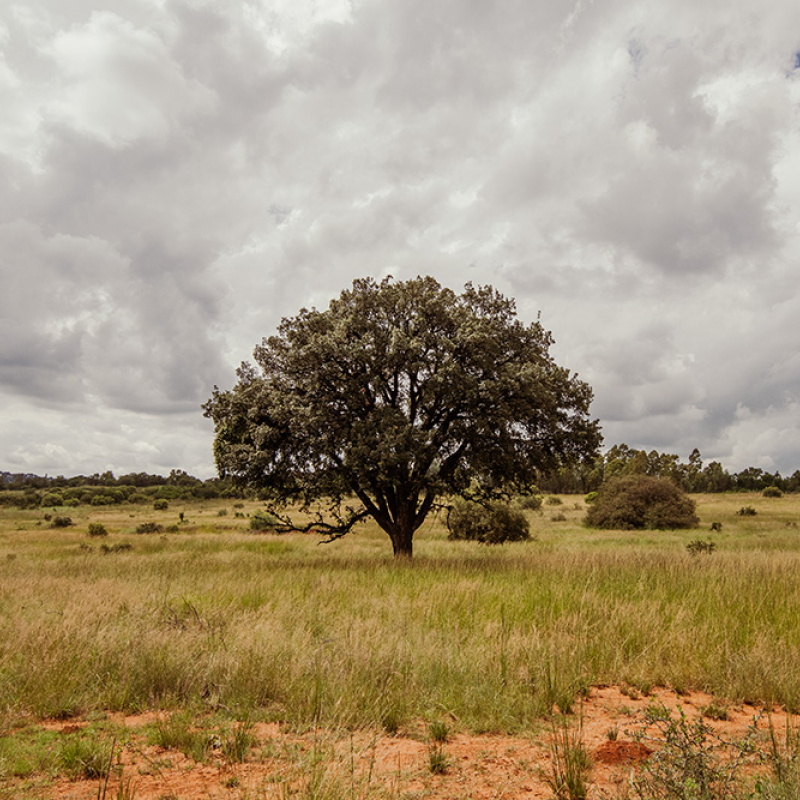 Calm Landscapes