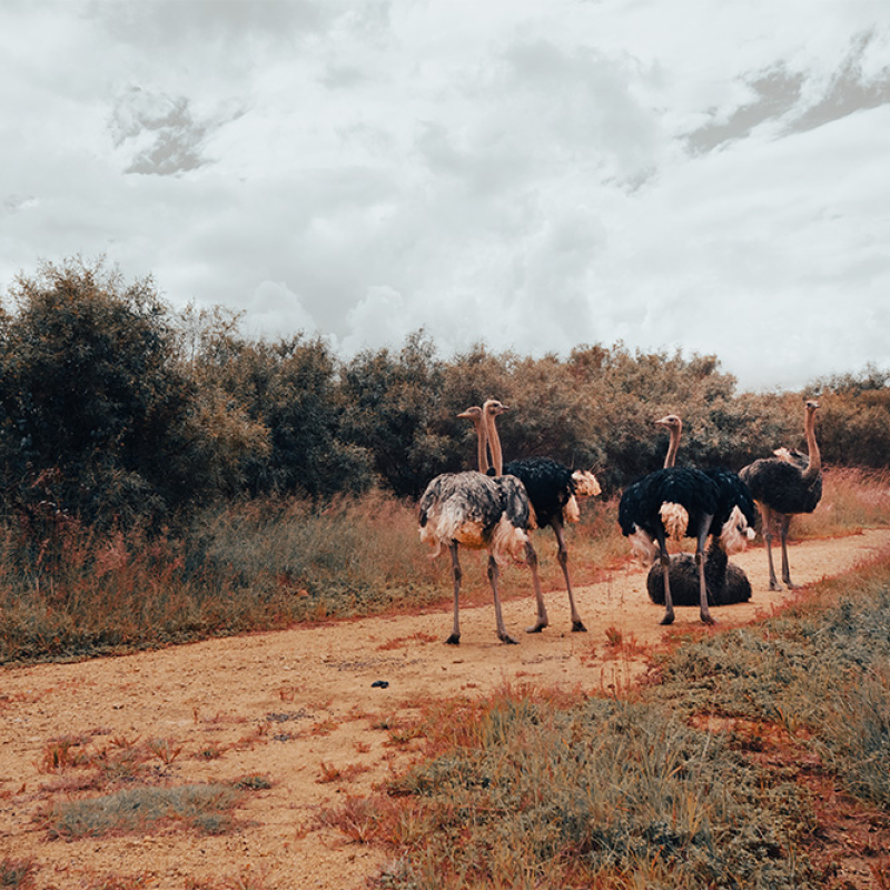 Just a Family of Ostriches
